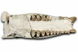 Fossil Oreodont (Merycoidodon) Partial Mandible - South Dakota #355509-8